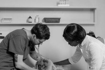 Darmowe zdjęcie z galerii z #wnętrz, badanie weterynaryjne, badanie zwierząt - Fot. Tima Miroshnichenko