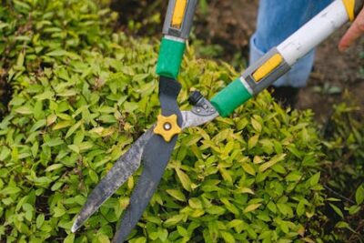 Darmowe zdjęcie z galerii z botanika, cięcie, dziedziniec - Fot. Anna Shvets