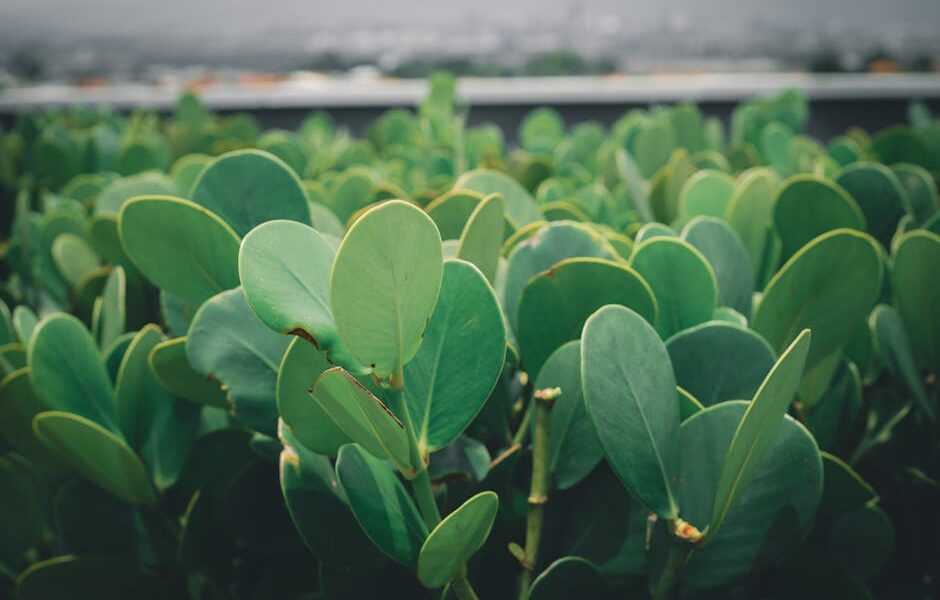 Zielona transformacja polskiego biznesu