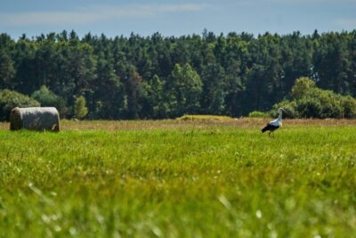 Zmienna pogoda nad polem uprawnym w Polsce